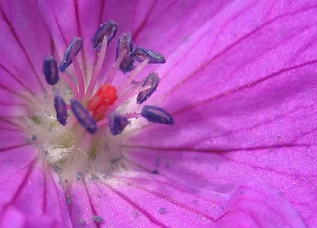 Blue Dust