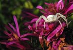 Crab Spider