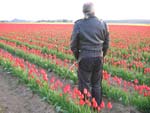 Ranger Peeing On Tulips