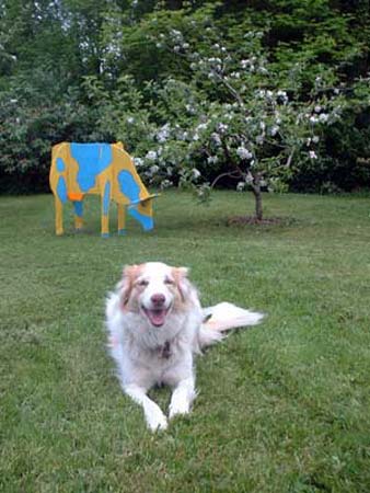 Belle and the Cow